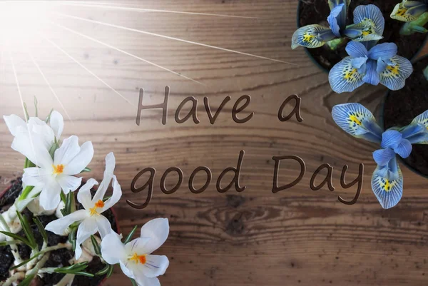 Сонячний Крокус та Hyacinth, цитата мати гарний день — стокове фото