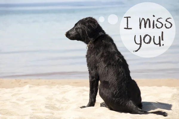 Cão em Sandy Beach, Texto Eu sinto sua falta — Fotografia de Stock