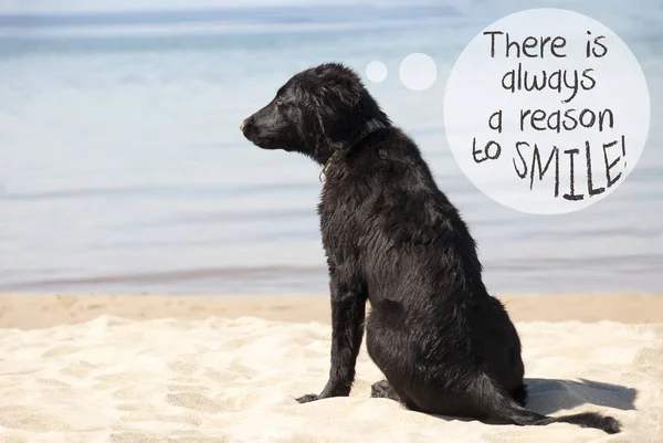 Perro en Sandy Beach, cita siempre razón para sonreír —  Fotos de Stock