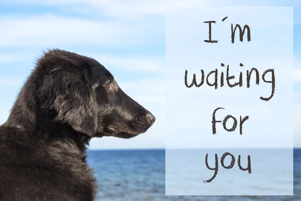 Dog At Ocean, Text I Am Waiting For You — Stock Photo, Image