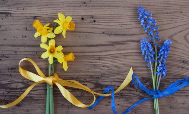 Sarı bahar Nacrissus ve sümbül, kopya alanı düz Lay