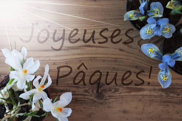 Sunny Crocus y jacinto, Joyeuses Paques significa feliz Pascua —  Fotos de Stock