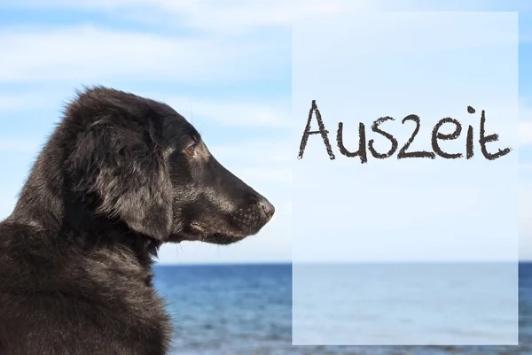 Cão no oceano, Auszeit significa tempo de inatividade — Fotografia de Stock