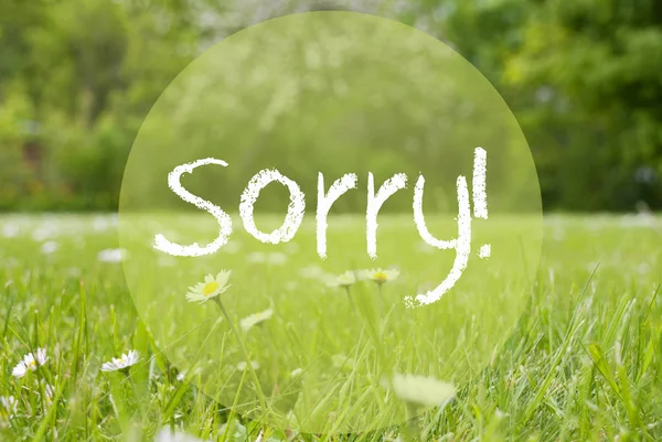 Gras weide, madeliefjebloemen, tekst Sorry — Stockfoto