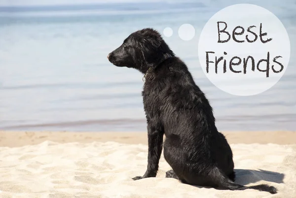 Hund på Sandy Beach, Text bästa vänner — Stockfoto