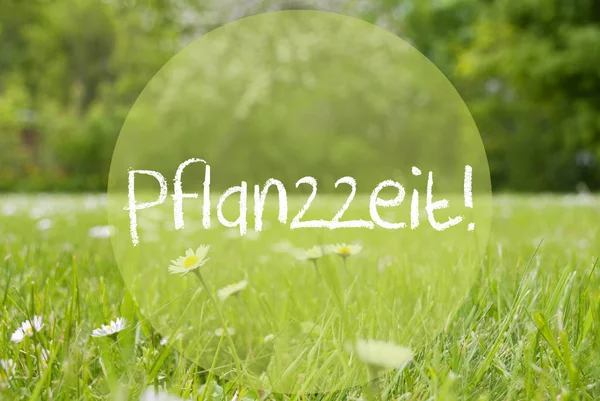 鹅肝的草地上，雏菊花 Pflanzzeit 手段种植季节 — 图库照片