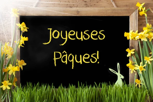 Zonnige Narcissus, Bunny, Joyeuses Paques betekent vrolijk Pasen — Stockfoto