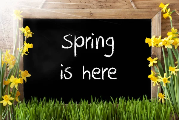 Sunny Narcissus, Chalkboard, Text Spring Is Here — Stock Photo, Image