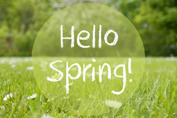 Gras louka, květy sedmikrásky, anglický Text Ahoj jaro — Stock fotografie
