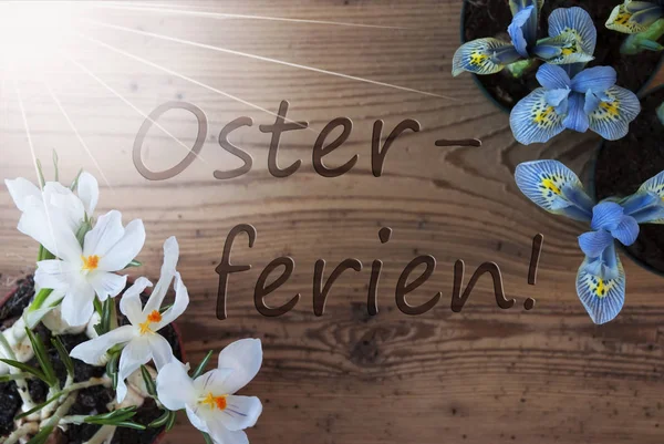 Güneşli Crocus ve sümbül, Osterferien Paskalya tatili anlamına gelir — Stok fotoğraf