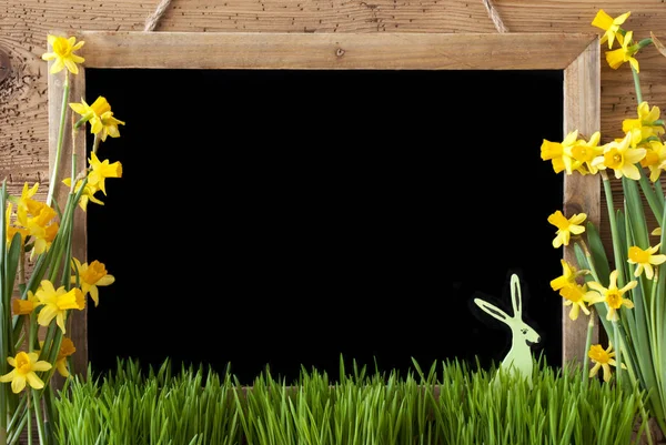 Spring Narcissus, Bunny, Copy Space — Stock Photo, Image