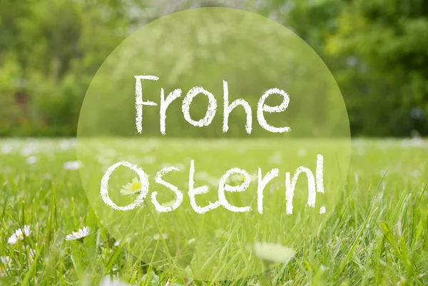 Gras çayır, papatya çiçekler, Frohe Ostern mutlu Paskalya anlamına gelir. — Stok fotoğraf