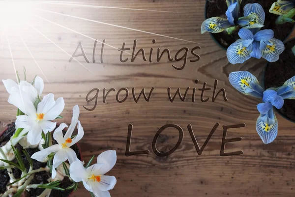 Zonnige Crocus en hyacint, citaat alle dingen groeien met liefde — Stockfoto