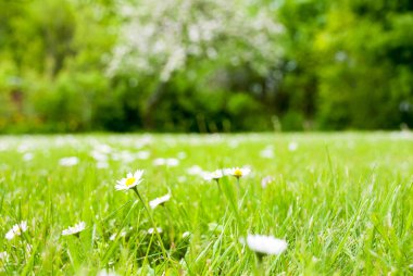 Daisy çiçekli bahar çimen çayır