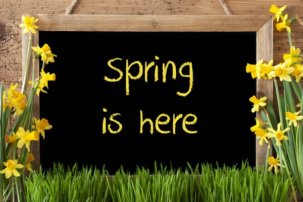 Çiçek Narcissus, kara tahta, metin bahar geldi