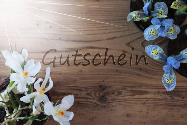 Sunny Crocus And Hyacinth, Gutschein Means Voucher — Stock Photo, Image
