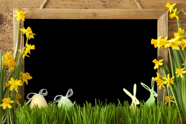 Narcissus, paasei, Bunny, kopie ruimte — Stockfoto