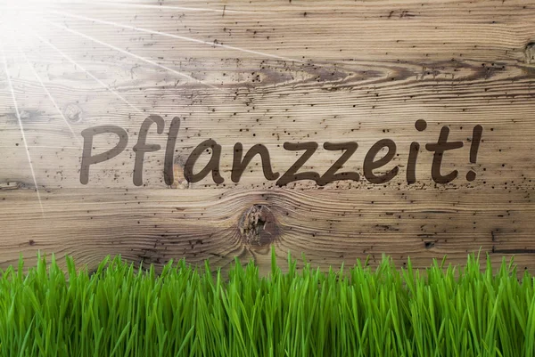 阳光明媚的木制背景，鹅肝，Pflanzzeit 手段种植季节 — 图库照片