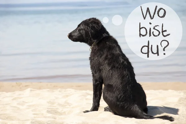 Cão, praia, Wo Bist Du significa onde você está — Fotografia de Stock