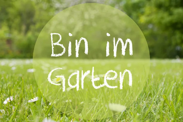 Gras rét, százszorszép virág, Im Garten azt jelenti, a kertben — Stock Fotó