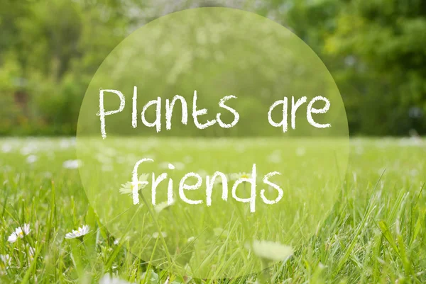 Gras äng, Daisy blommor, Text växter är vänner — Stockfoto