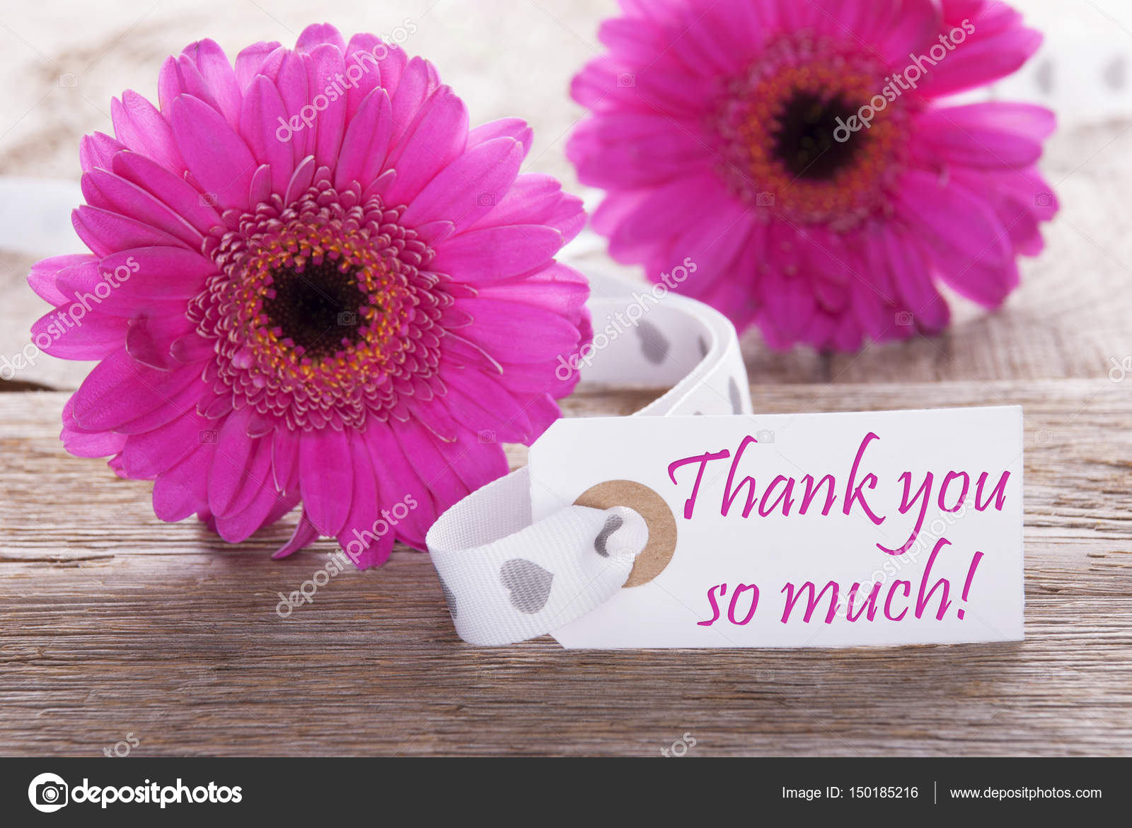 Pink Spring Gerbera, Label, Text Thank You So Much — Stock Photo
