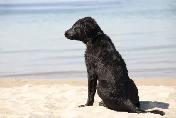 Cão em Sandy Beach, espaço de cópia — Fotografia de Stock