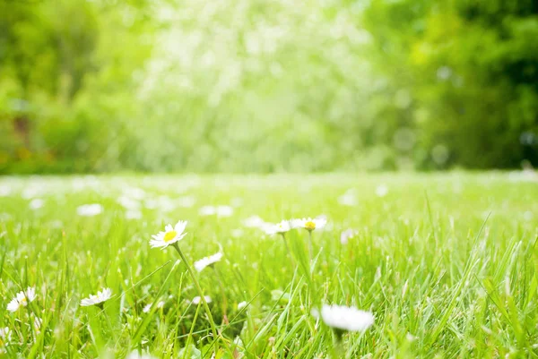 Zonnige voorjaar Grass weiland met madeliefjebloemen — Stockfoto