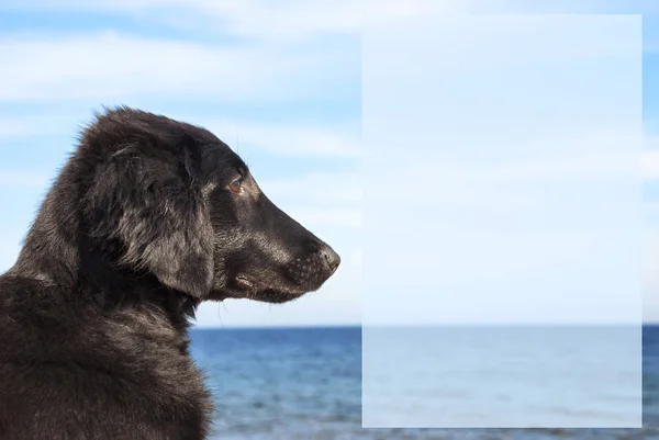 Dog At Ocean, пространство для копирования рекламы . — стоковое фото