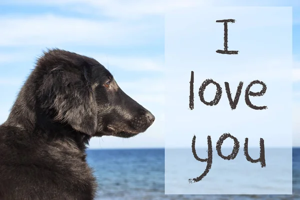 海で犬テキスト私はあなたを愛して — ストック写真