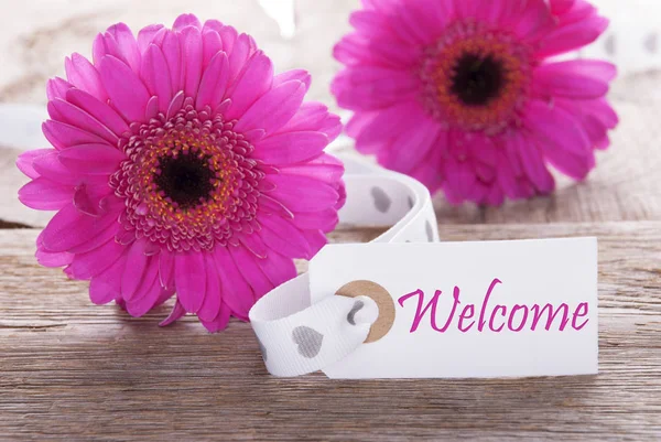 Pink Spring Gerbera, Label, Text Welcome — Stock Photo, Image