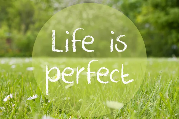 Gras Meadow, Daisy Flowers, Quote Life Is Perfect — Stock Photo, Image