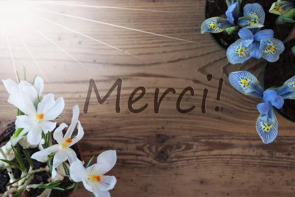 Sunny Crocus And Hyacinth, Merci Means Thank You — Stock Photo, Image