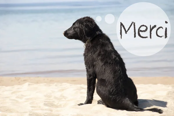 Perro en Sandy Beach, Merci significa gracias —  Fotos de Stock