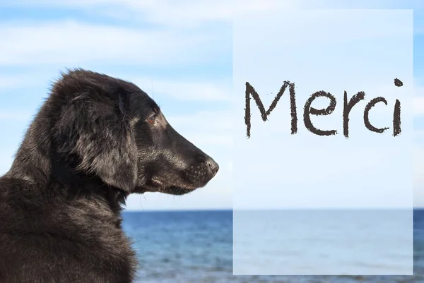 Hund am Meer, französischer Text merci bedeutet Danke — Stockfoto