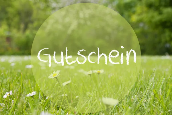 Gras Meadow, Daisy Flowers, Gutschein Means Voucher — Stock Photo, Image