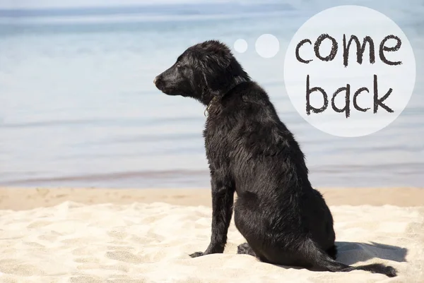 Perro en la playa de arena, texto volver —  Fotos de Stock