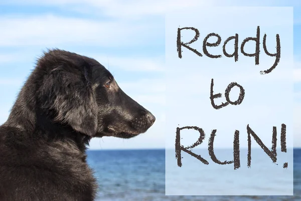 Cão no oceano, texto pronto para correr — Fotografia de Stock