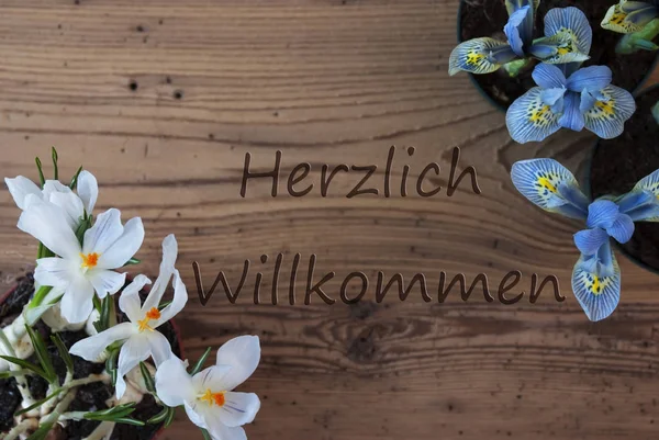 Crocus And Hyacinth, Herzlich Willkommen Means Welcome — Stock Photo, Image