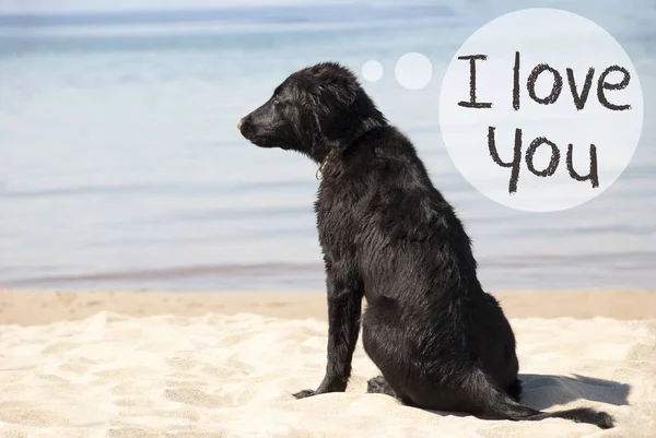 サンディ ・ ビーチで犬テキスト私はあなたを愛して — ストック写真