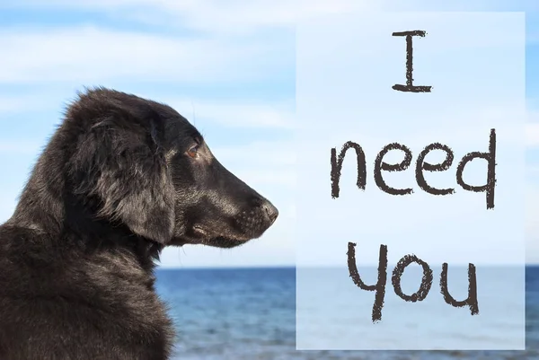 犬を海であなたに必要なのテキスト — ストック写真