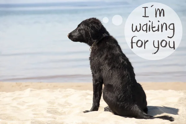 狗在沙滩，等待着你的文字 — 图库照片