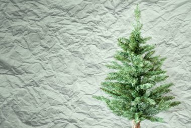 Çam ağacı, buruşuk kağıt arka plan, kopya alanı