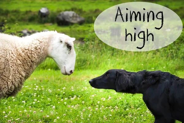 Dog Meets Sheep, Text Aming High — Stock Photo, Image