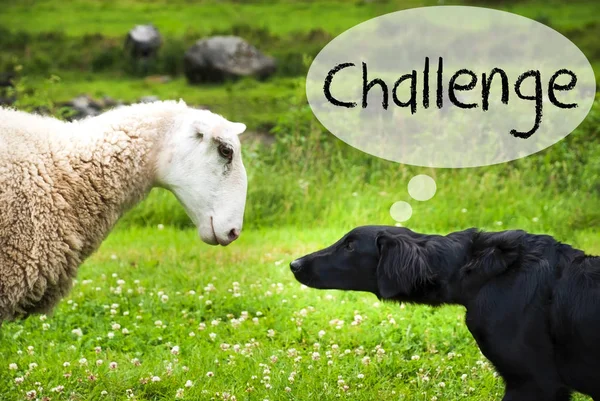 Dog Meets Sheep, Text Challenge — Stock Photo, Image