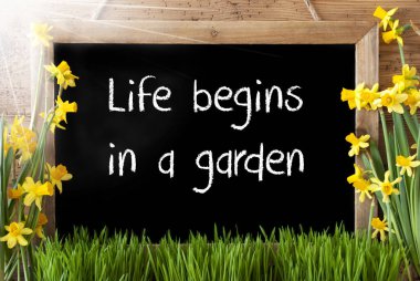 Bir bahçede güneşli bahar Narcissus, kara tahta, metin hayat başlıyor