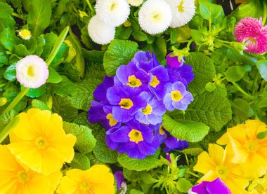 Bahar çiçek düz Lay