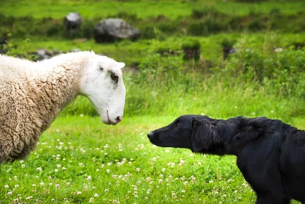 Hond voldoet aan schapen — Stockfoto