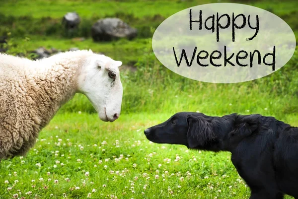 Dog Meets Sheep, Text Happy Weekend — Stock Photo, Image