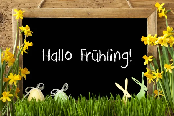 Narciso, Huevo de Pascua, Conejo, Hallo Fruehling significa Hola Primavera —  Fotos de Stock